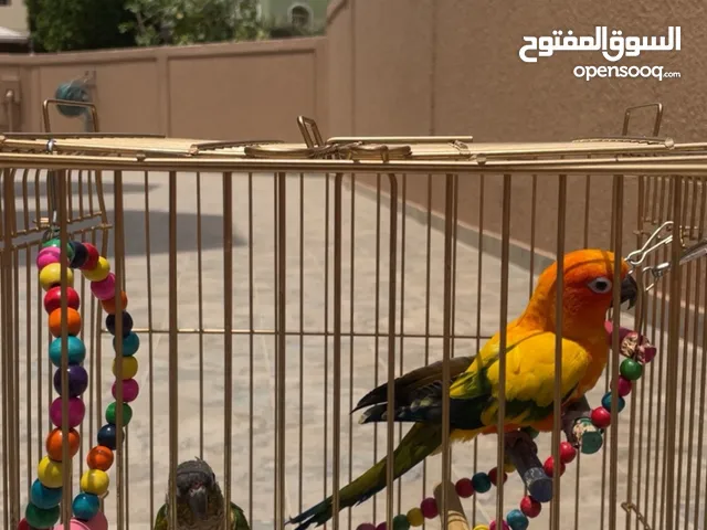 صن كنيور و قرين شيك كنيور ربوه