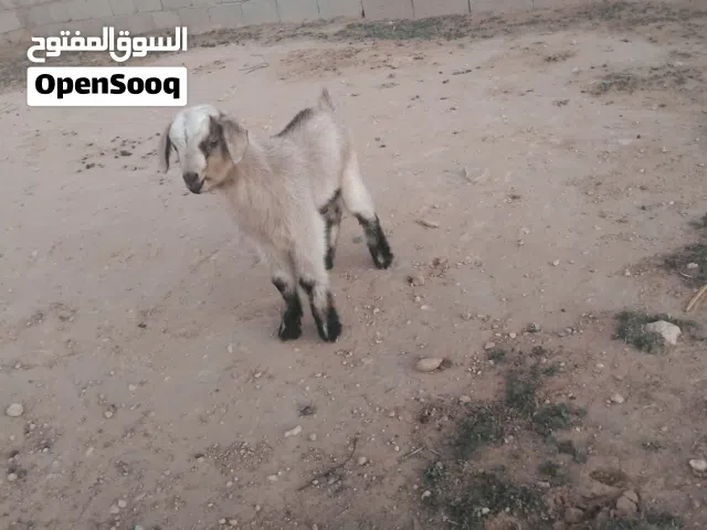 جدي فرنسي  صغير