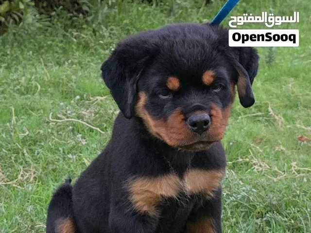 للبيع جرو روت وايلر بيور مستوى عالي