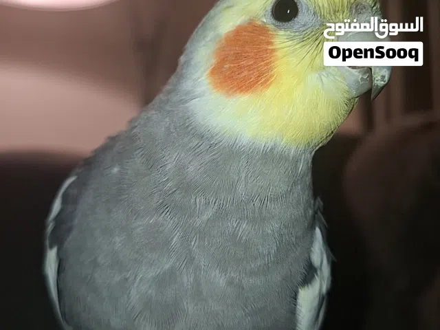 للبيع ذكر كوكتيل اليف متكلم