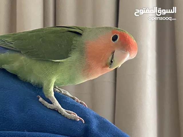 للبيع طير حب