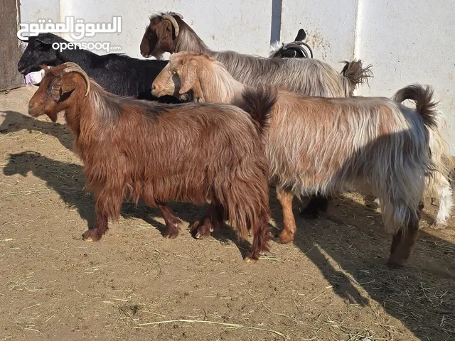 غنم جباليات ما شاء الله عليهن حلوات لتربية ولذبح السعر 38 اخر ف الرأس بالجمله البيع جمله فقط