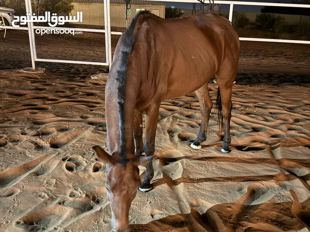 خيل استرالي