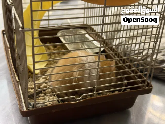 هامستر بالقفص والأكل للبيع