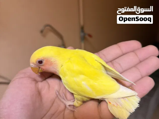 لاف بيرد اصفر نهاية غر