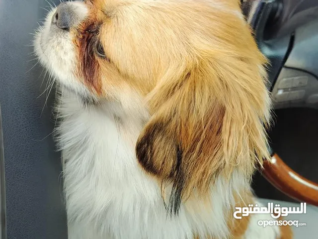 كلاب عدد 2 _ من نوع شيتزو بيور _ ذكور _ للبيع  2 pure [ Shih Tzu ] dogs, male, for sale