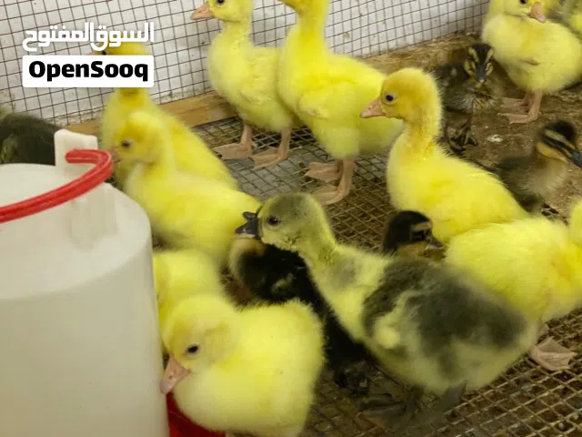 متاح افراخ بط كوبره زوج ملقح التهاب صره من وفيتامينات عددهن 6  ازواج عمرهن سبوع