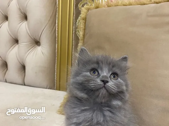 قطط كتن للبيع