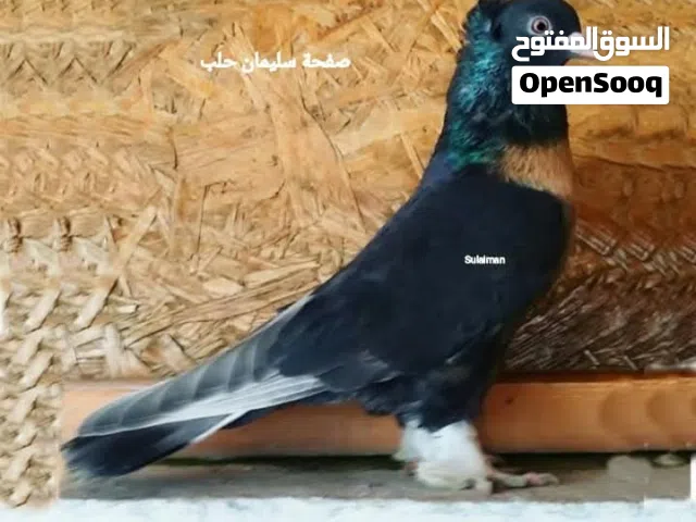 الي عنده مثثثل هيك حمام يبعثلي او يرن عليه مطلوب حمام مثل هيك الي عنده لا يبخل علينا فيهم