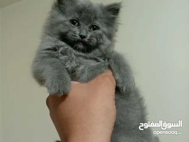 اهضم انثى بريتش العمر شهرين بتحب اللعب وأليفه كتير