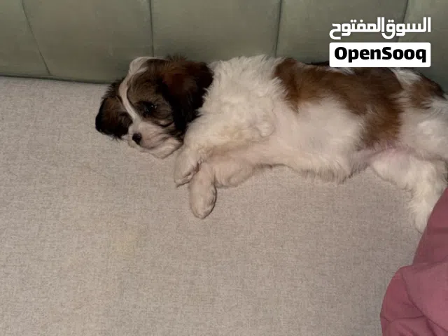 كلبه شيتزو اليفه و قابل للبدل ب كلب و لعوبه و لطيفه و ما تخاف و تلحقك وين ما تروح و ما تشرد و اسمها