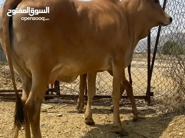 بقره مع ولدها