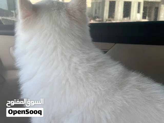 سبيتز ياباني