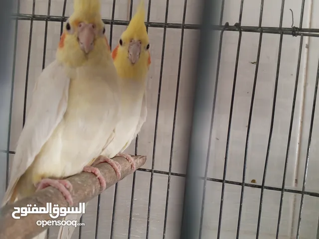 جوز كوكتيل لاتينو للبيع