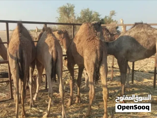 بن مهدي لبيع القعدان