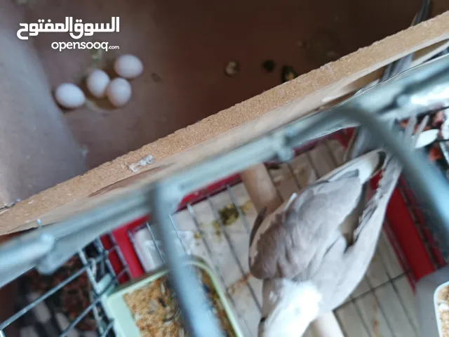 طيرة انثى كوكتيل اليفة مئة بالمية
