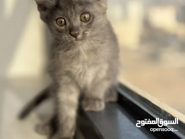 Adorable Kitten for Sale!