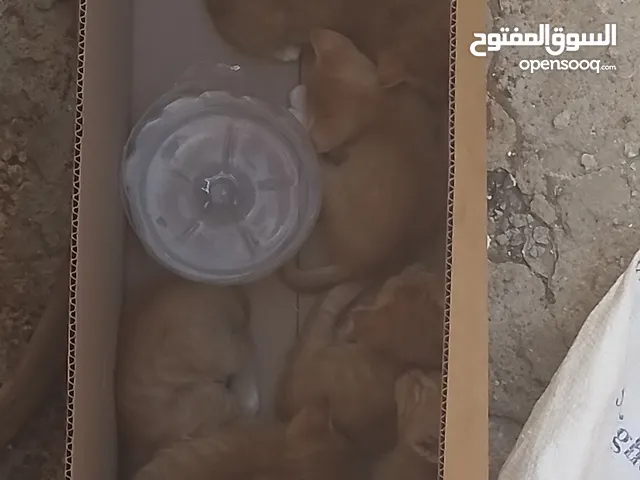 قطط بعمر الاسبوعين للبيع