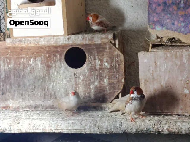 سلام عليكم فناجز للبيع سوبر جامبو