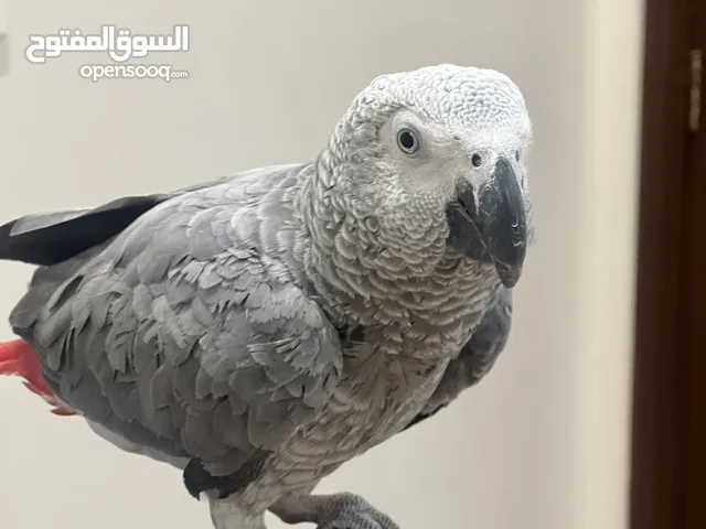 كاسكو بعمر سنه و 3 اشهر
