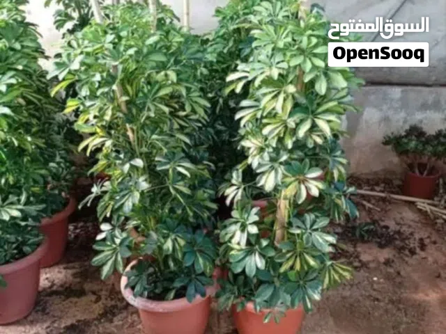 ركن المنزل للزراعة والعناية بالحديقة والمزارع صيانة المزارع واستصلاح الأراضي