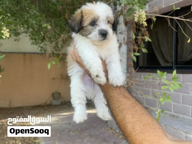 Shi Tzuh Puppy for Rehoming