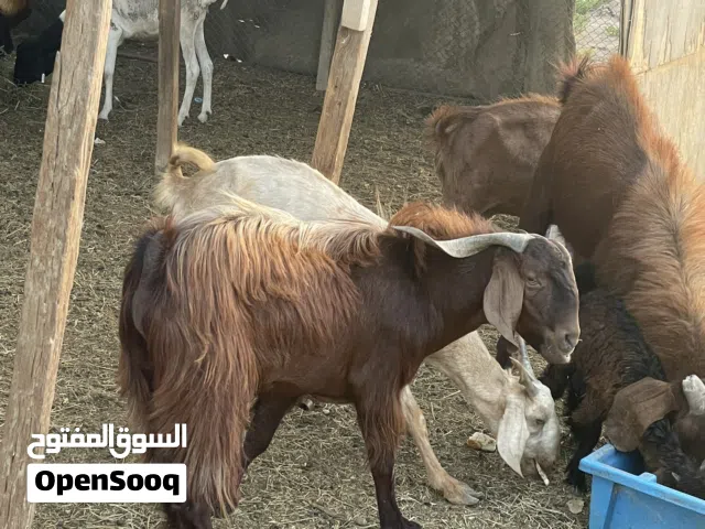 تيس عماني احمر