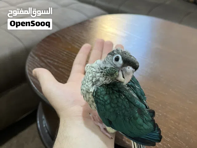 ببغاء كنيور زق يدوي بلو سايد