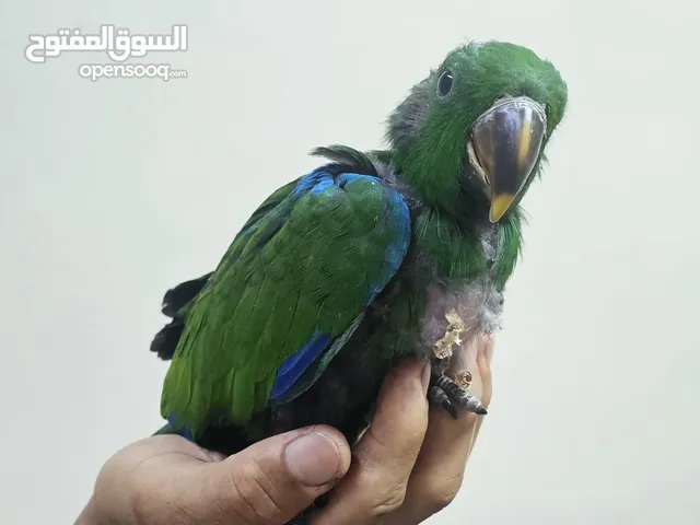 للبيع فرخ اكلكتوس ذكر تفريخ البحرين الطير بصحه ممتازه