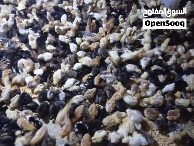 السلام عليكم ورحمه الله وبركاته   بسم الله  متوفر بإذن فالاليس ربي يبارك بجميع أنواع العربي ومخلطات