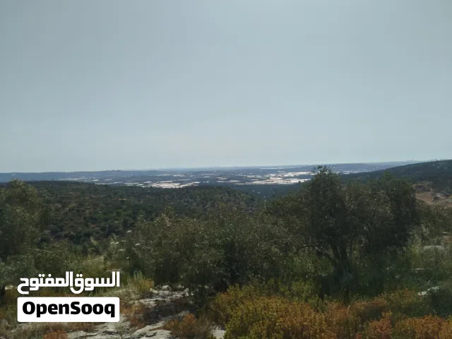 ارض زيتون للبيع تصلح للبناء أطلالة عالغرب بتجنن