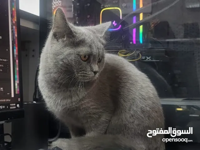 سكوتش ستريت (اثنى)نقي