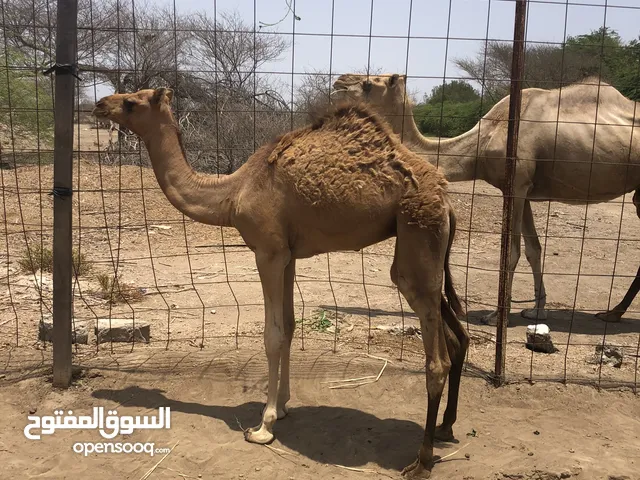 حوارة بكرة وامها