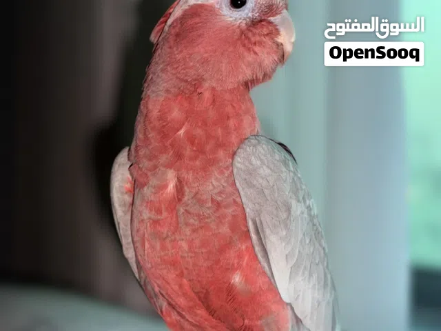 كوكاتو قالا