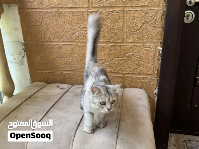 سنور شيرازي الأم مع اولادها 4