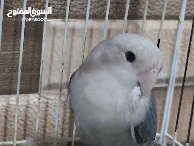 للبيع طير لافبيرد لون جميل