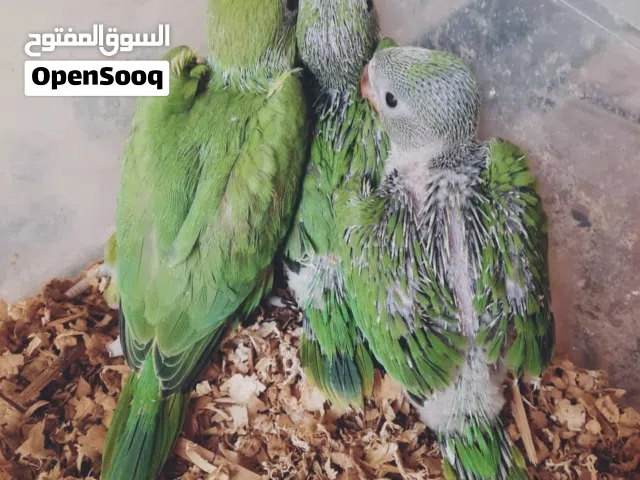 فرخ دره هندي
