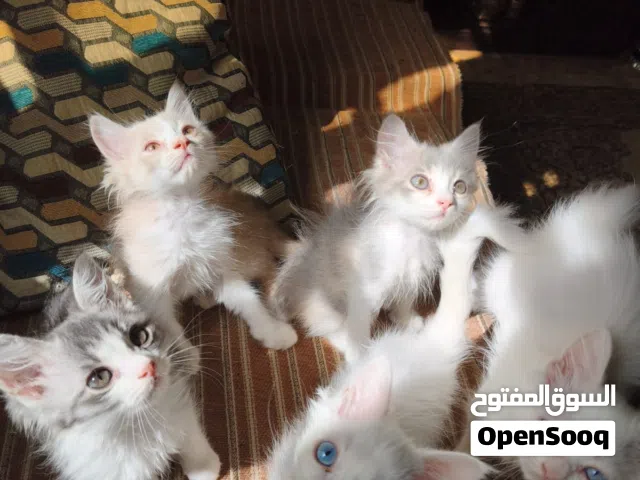 قطط جميلة جدًا بسعر مميز جدا