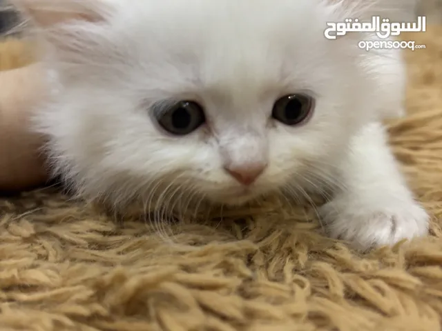 قطط شانشيلا مواليد 22/3 قطط للبيـ.ـع النوع شانشيلا مواليد 22/3 2 بيض 2 اسود وابيض