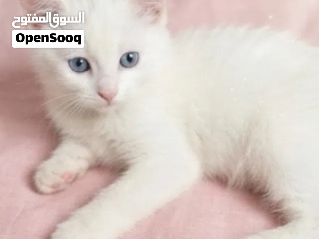 قطة منزلية بيضاء رائعة للبيع - عيون زرقاء (مهجنة شيرازي