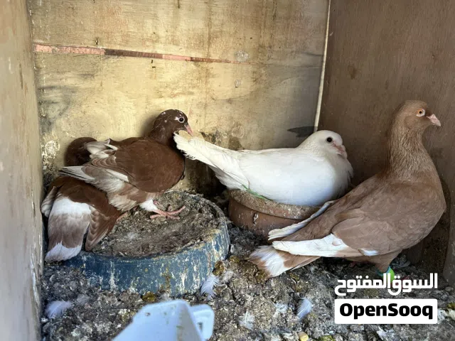 حمام جواز الفحول فرنسي