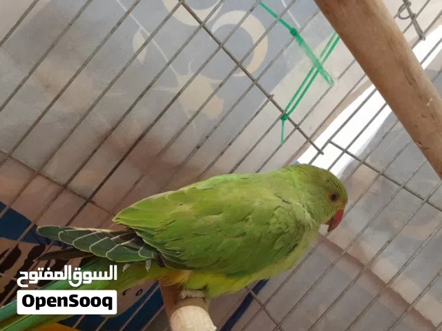 فرررررررخ دره للبيع اليف 70 بميه