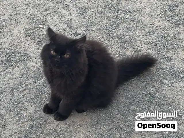 تبني قط شيرازي