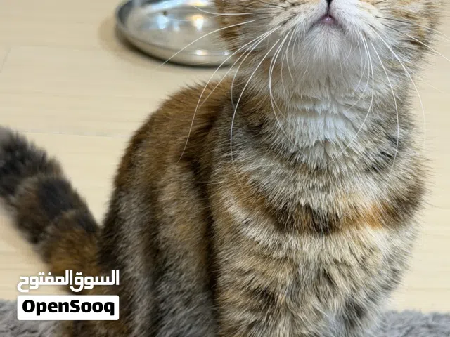 قطة بنقال للتبني مع ولدها ، for adoption