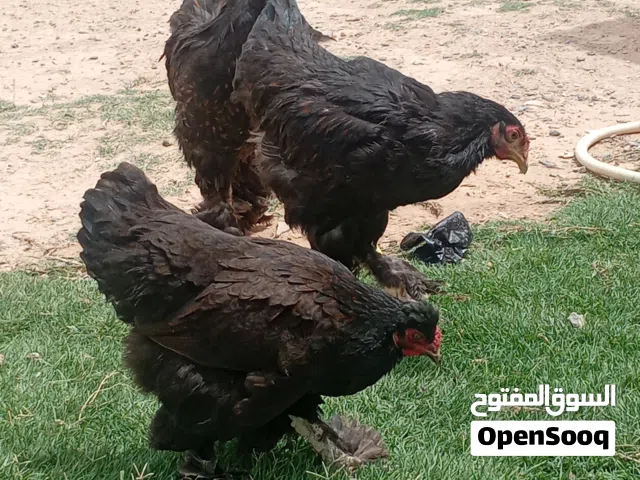 دجاج ابراهما للبيع