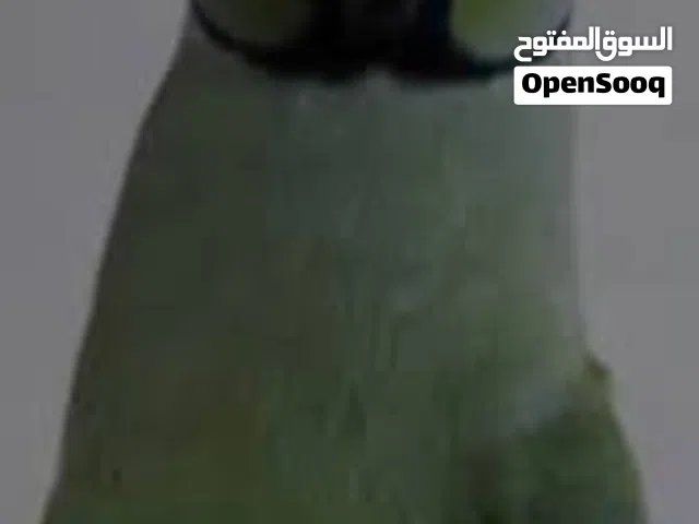 زوج بغبغاء 200 دره متزاوجات أريد ابيعهم او ابدلهم بغير طيور