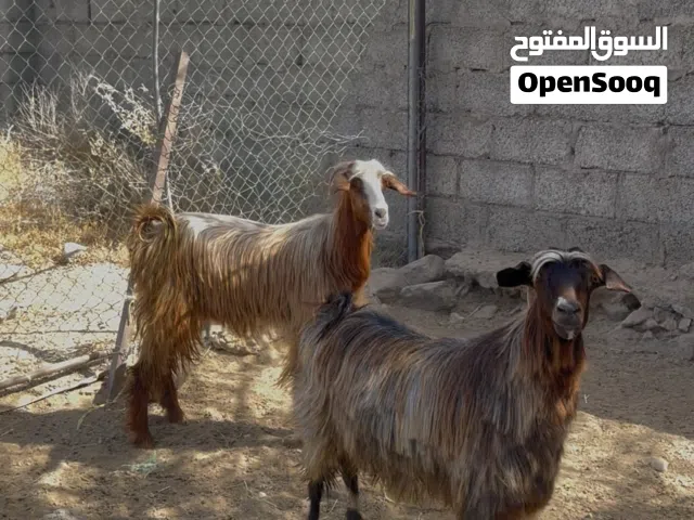 للبيع رموج