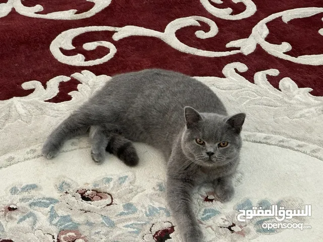 توم قط ذكر