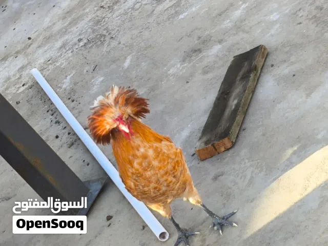 دجاج بالوني للبيع شوف الوصف