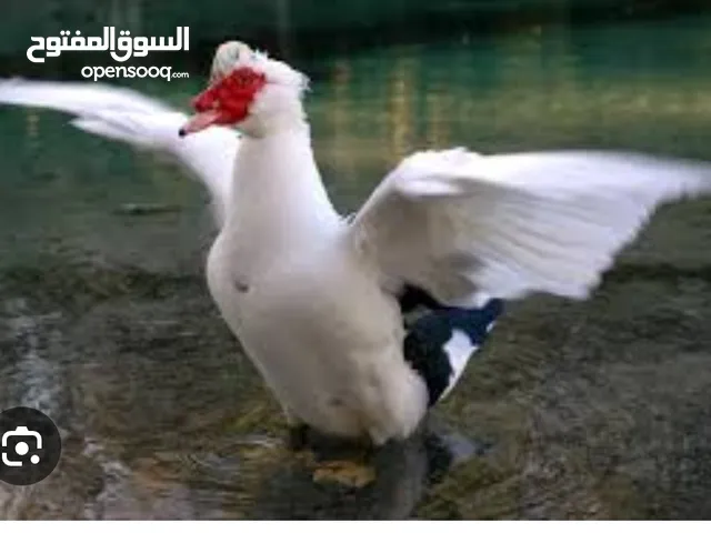 بط محلي بلدي انتاج الدار بدون اي هرمونات أو ادوية حسب الطلب